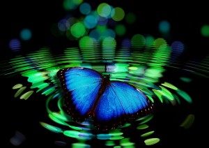 papillon - voyage initiatique